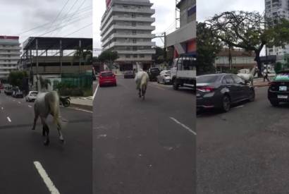 Cavalo  flagrado galopando por avenida de Manaus; confira o vdeo