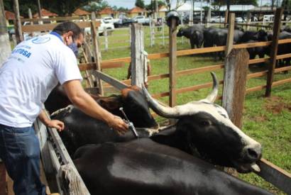 Vacinao contra febre aftosa inicia em oito municpios do AM