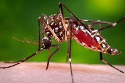 Com chegada do inverno, Sade do Amazonas alerta para crescimento dos focos de dengue