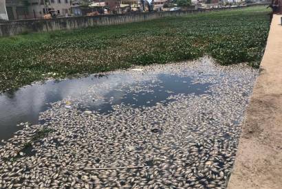  Milhares de peixes surgem mortos por falta de oxignio em lago no AM