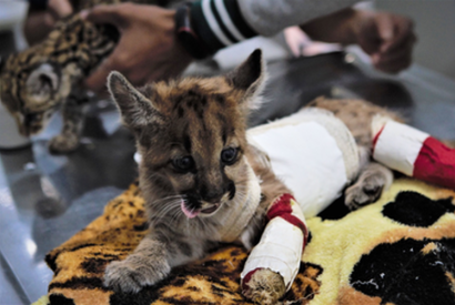 Bichos de pelcia ajudam a acolher animais silvestres resgatados