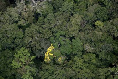 Unidades de Conservao Estaduais tm queda de 41% nos alertas de desmatamento em outubro   