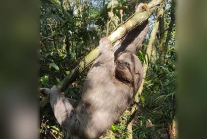 Parque Nacional da Tijuca abriga maior preguia em floresta urbana