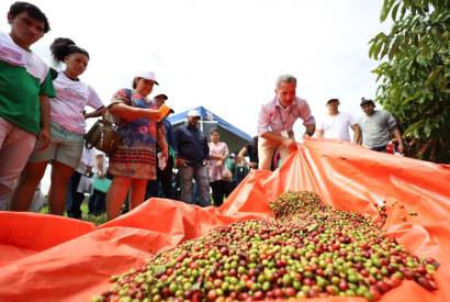 Com apoio do Agro Amazonas, produo do caf no estado est em pleno crescimento