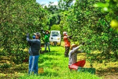 Novos sistemas de produo impulsionam a cadeia produtiva de laranja e limo no Amazonas