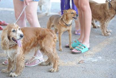 Governo probe uso de animais em pesquisas de cosmticos e perfumes