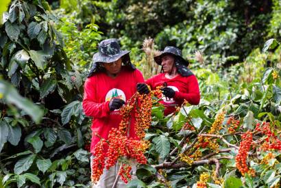 Coca-Cola Brasil investe na cadeia de guaran e injeta recursos em 18 municpios do Amazonas