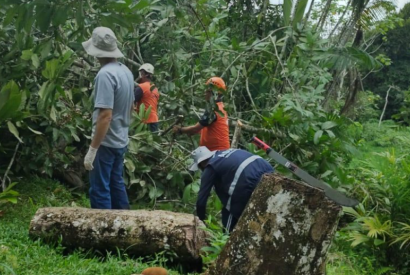 Tcnicos do Idam atuam no apoio  conteno de plantas hospedeiras da monilase em Tabatinga