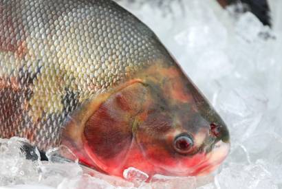 Sade alerta sobre os cuidados na compra de pescados para a Semana Santa