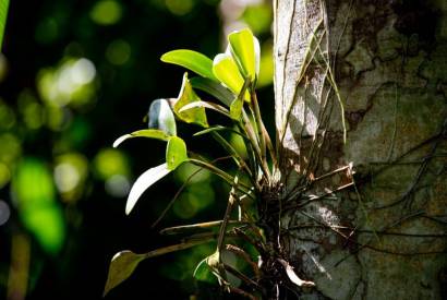 Pesquisa elabora banco de dados sobre grupo de plantas amaznicas pouco conhecidas 