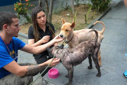 Joana Darc resgata dois animais em situao de desnutrio extrema no Japiim, em Manaus