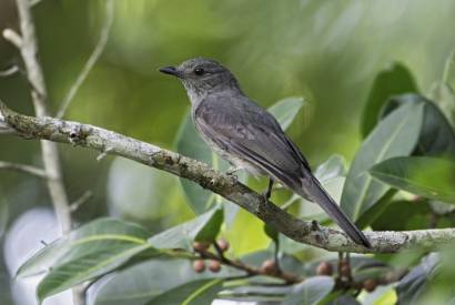 Birdwatching: Observao de pssaros promove ecoturismo no Amazonas