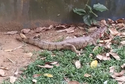 Jacar de aproximadamente um metro  resgatado na Praia da Ponta Negra