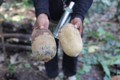 Amazonas e Par unem foras contra a praga que ataca cacau e cupuau