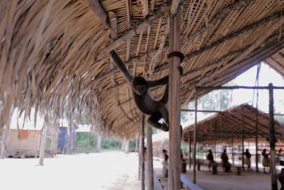 Nunca toque, observe: Amazonastur ressalta importncia de proteo aos animais no turismo