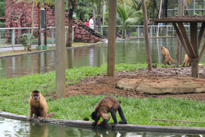 Zoolgico do Cigs ter entrada gratuita no sbado, em Manaus