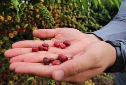 Workshop celebra 10 anos de pesquisas e transferncia de tecnologia para cultivo de caf no Amazonas 