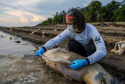 ICMBio vai apurar causas da morte de botos no Amazonas