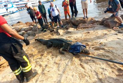 Polcia Militar do Amazonas resgata jacar na Manaus Moderna