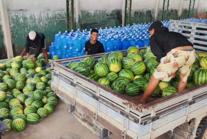 Amazonas celebra o Dia da Melancia com a produo de 12 milhes de frutos