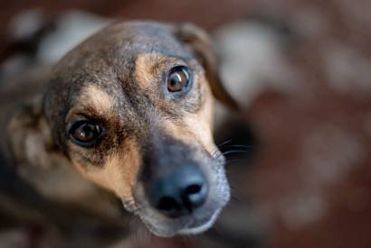 Governo do Estado sanciona Cdigo de Direito e Bem-Estar Animal do Amazonas