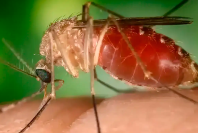 Opas eleva risco de febre do Oropouche nas Amricas para alto