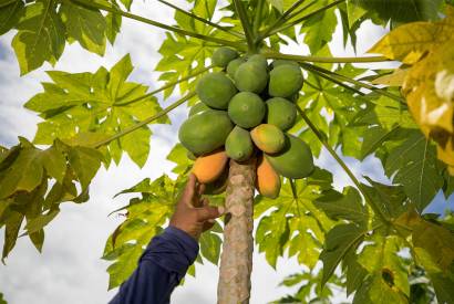 Mosca-da-carambola: Adaf alerta que mamo entrou na lista de frutos com trnsito proibido para o Amazonas