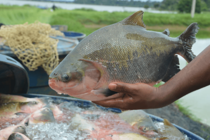 Defeso no Amazonas probe pesca de 10 espcies at maro de 2025; veja lista