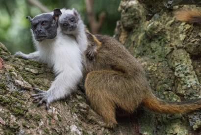 Instituto Sauim-de-Coleira promove o seminrio 'Identificao de reas prioritrias para a conservao do sauim-de-coleira' nesta quinta 