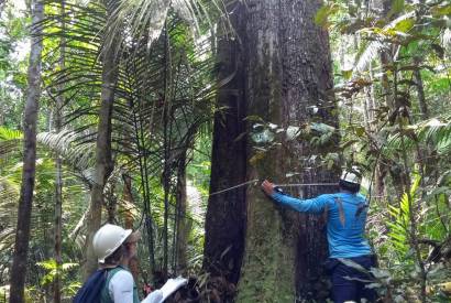 Ipaam anuncia Perodo de Defeso Florestal no Amazonas