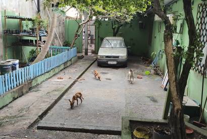 Aps denncias, Polcia Civil prende homem por maus-tratos contra cinco cachorros no bairro Cachoeirinha